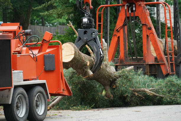 Best Residential Tree Removal  in Burlington, VT